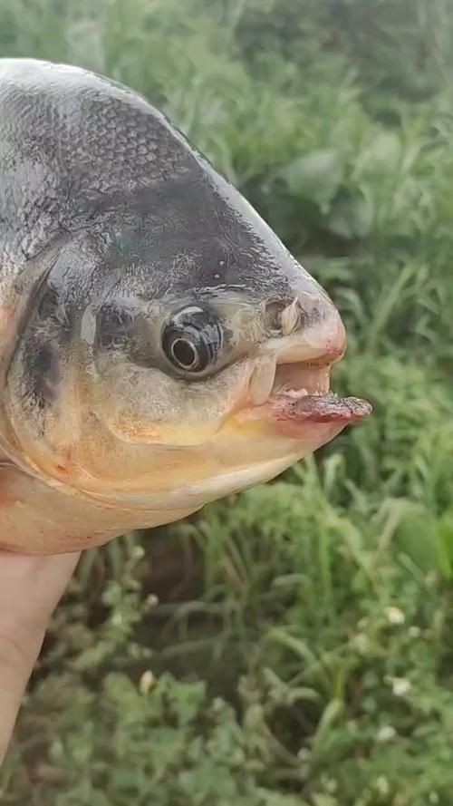 巨爆牙魚(yú)圖片 巨爆牙魚(yú)圖片 龍魚(yú)百科 第9張