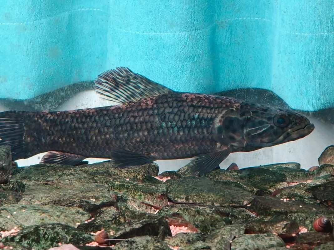 巨爆牙魚(yú)圖片 巨爆牙魚(yú)圖片 龍魚(yú)百科 第12張