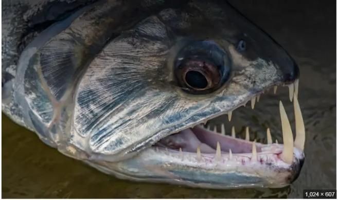巨爆牙魚(yú)圖片 巨爆牙魚(yú)圖片 龍魚(yú)百科 第3張
