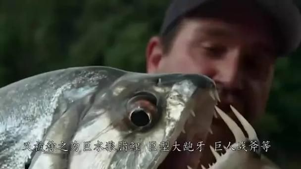 巨爆牙魚(yú)圖片 巨爆牙魚(yú)圖片 龍魚(yú)百科 第8張