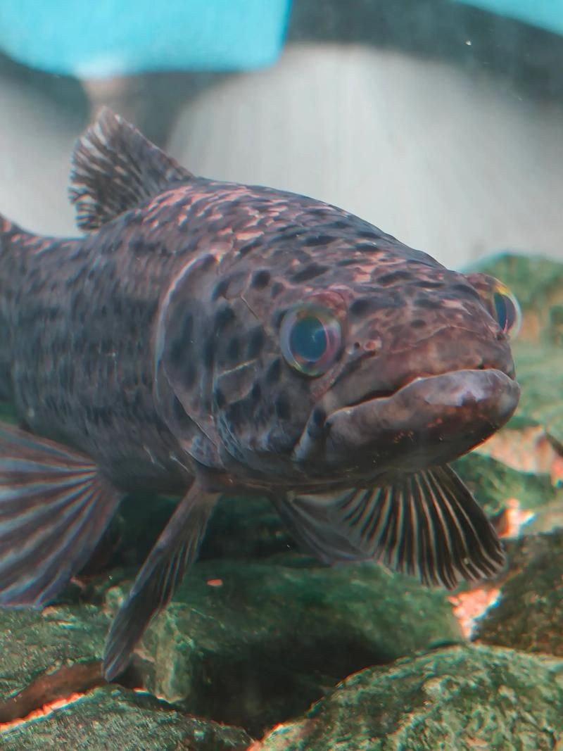 巨爆牙魚(yú)圖片 巨爆牙魚(yú)圖片 龍魚(yú)百科 第1張