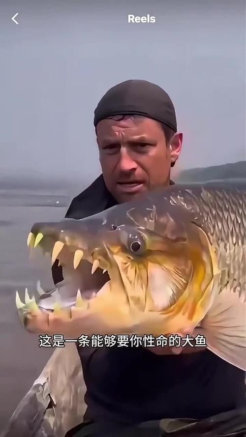 巨爆牙魚(yú)圖片 巨爆牙魚(yú)圖片 龍魚(yú)百科 第10張