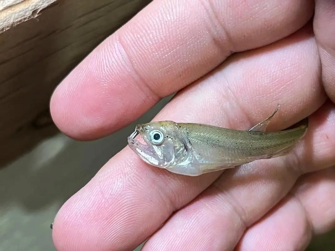 巨爆牙魚(yú)圖片 巨爆牙魚(yú)圖片 龍魚(yú)百科 第6張