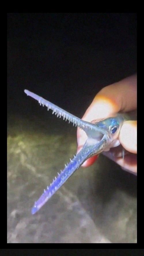 巨爆牙魚(yú)圖片 巨爆牙魚(yú)圖片 龍魚(yú)百科 第19張