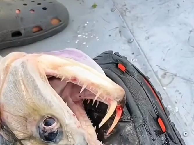巨爆牙魚(yú)圖片 巨爆牙魚(yú)圖片 龍魚(yú)百科 第17張