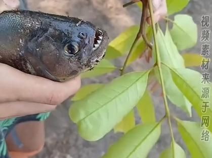 巨爆牙魚(yú)圖片 巨爆牙魚(yú)圖片 龍魚(yú)百科 第18張