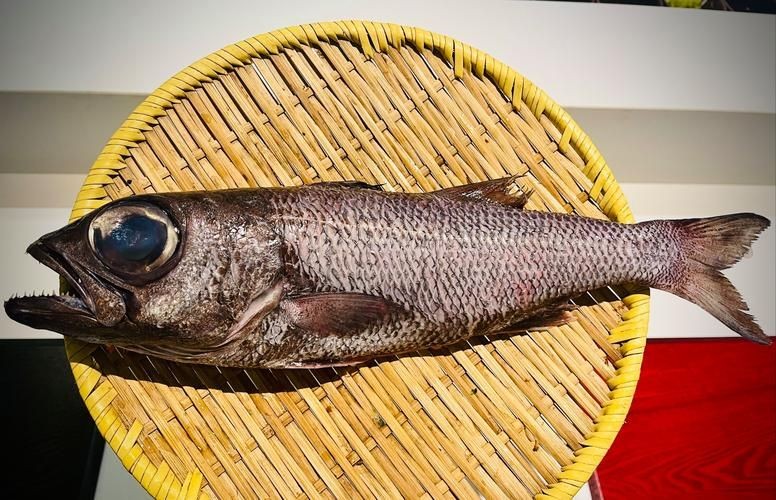 巨爆牙魚(yú)圖片 巨爆牙魚(yú)圖片 龍魚(yú)百科 第24張