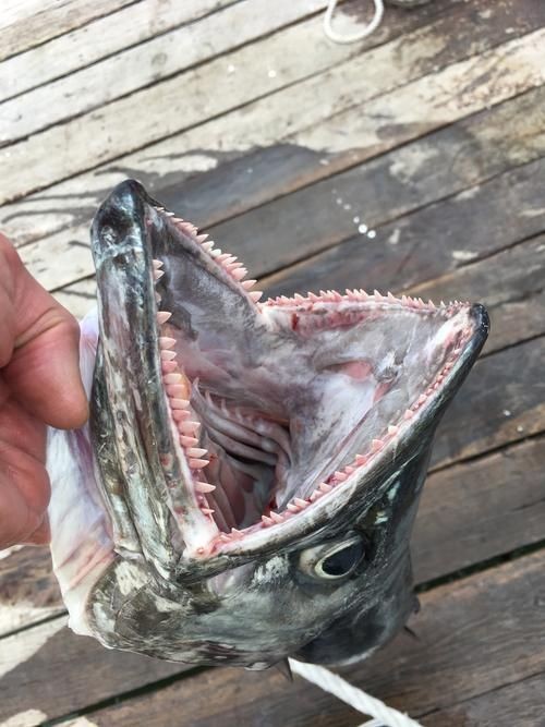 巨爆牙魚(yú)圖片 巨爆牙魚(yú)圖片 龍魚(yú)百科 第22張