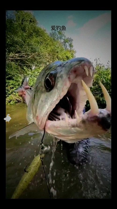 巨爆牙魚(yú)圖片 巨爆牙魚(yú)圖片 龍魚(yú)百科 第14張