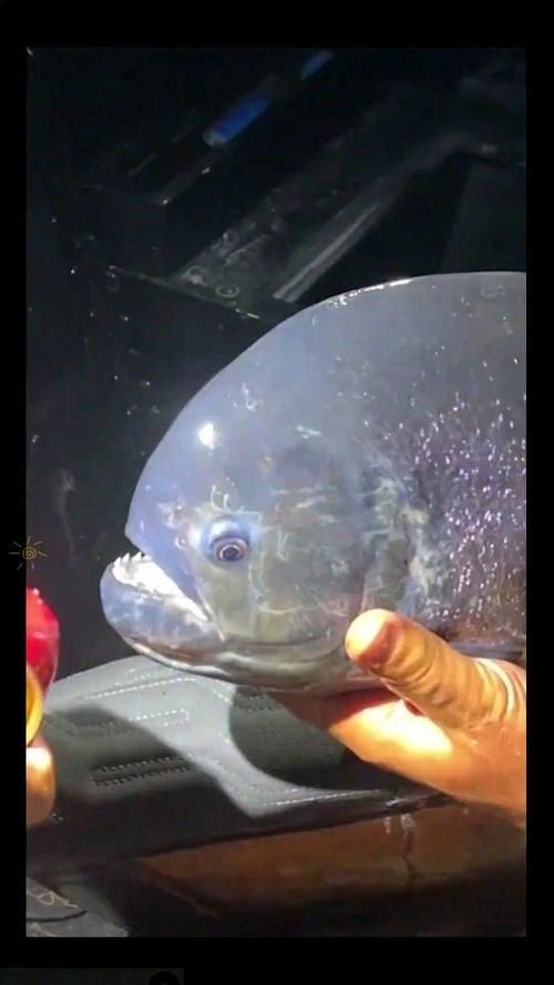巨爆牙魚(yú)圖片 巨爆牙魚(yú)圖片 龍魚(yú)百科 第13張