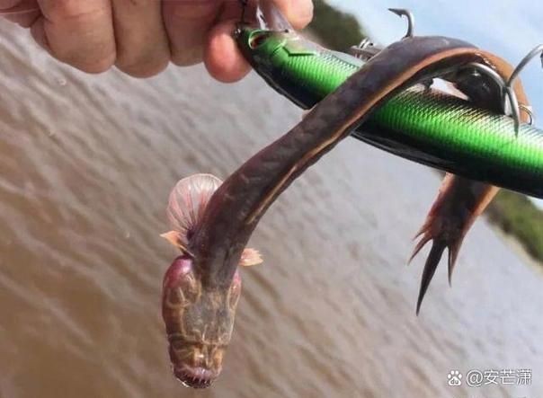 巨爆牙魚(yú)圖片 巨爆牙魚(yú)圖片 龍魚(yú)百科 第21張