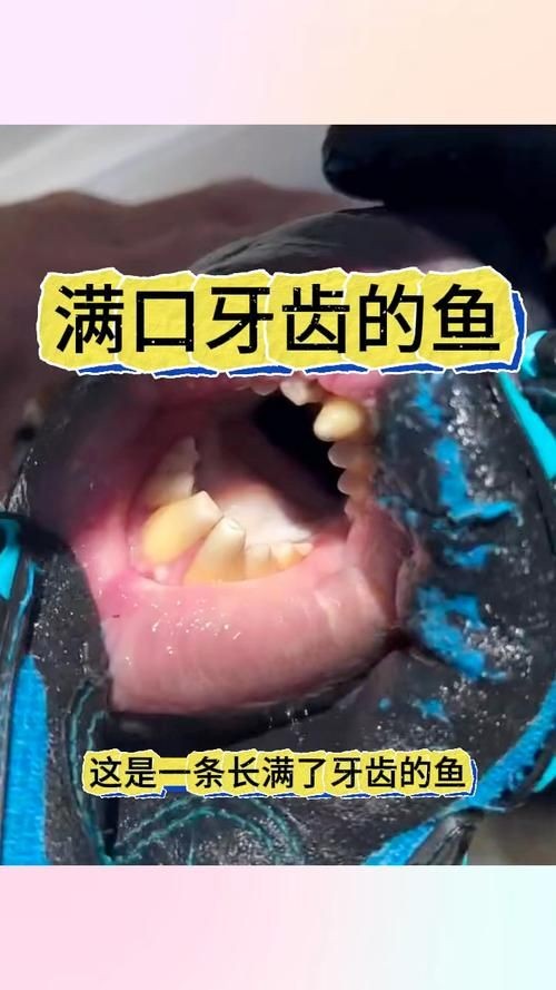巨爆牙魚(yú)圖片 巨爆牙魚(yú)圖片 龍魚(yú)百科 第15張
