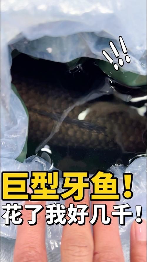 巨爆牙魚(yú)圖片 巨爆牙魚(yú)圖片 龍魚(yú)百科 第20張