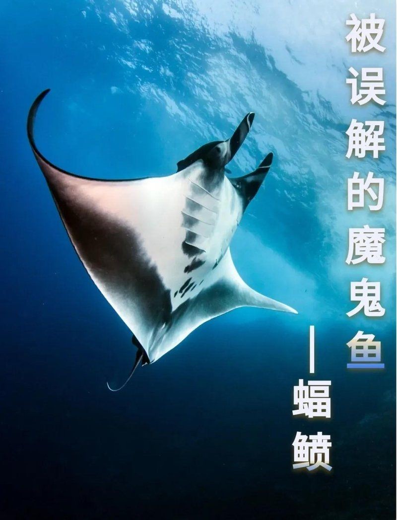 巨型魔鬼魚