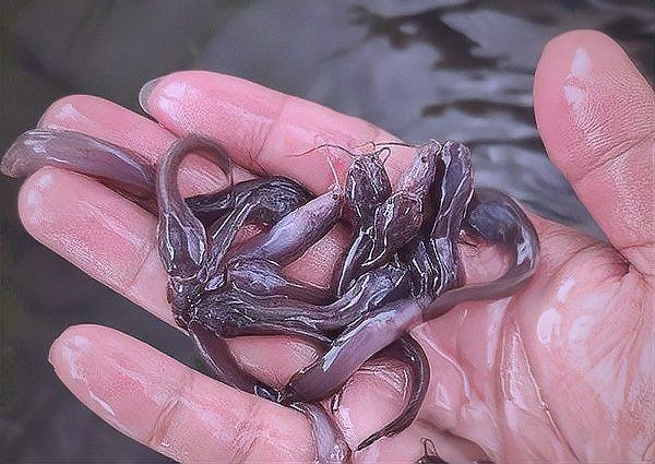 廣西埃及魚收購價(jià)格 廣西埃及魚收購價(jià)格 龍魚論壇 第3張