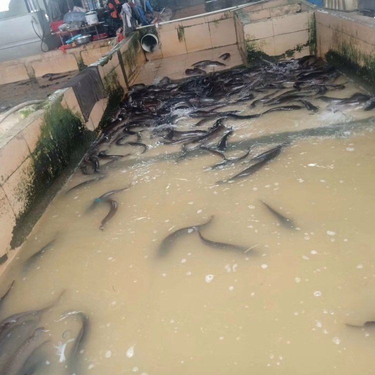 廣西埃及魚收購價(jià)格 廣西埃及魚收購價(jià)格 龍魚論壇 第7張