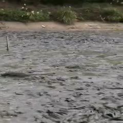 廣西埃及魚收購價(jià)格 廣西埃及魚收購價(jià)格 龍魚論壇 第6張