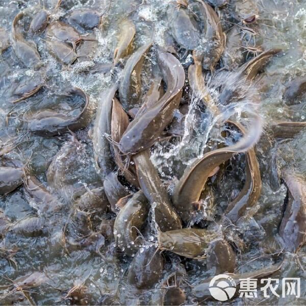 廣西埃及魚收購價(jià)格 廣西埃及魚收購價(jià)格 龍魚論壇 第5張