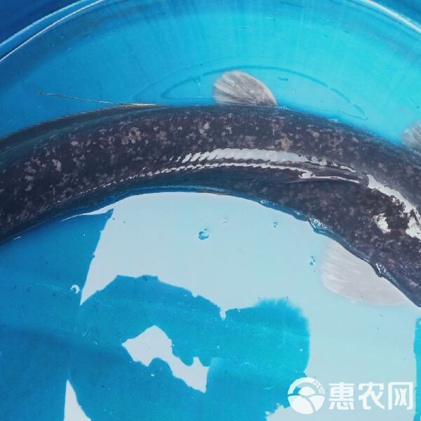 廣西埃及魚收購價(jià)格 廣西埃及魚收購價(jià)格 龍魚論壇 第8張