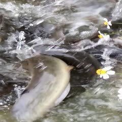 廣西埃及魚收購價(jià)格 廣西埃及魚收購價(jià)格 龍魚論壇 第9張