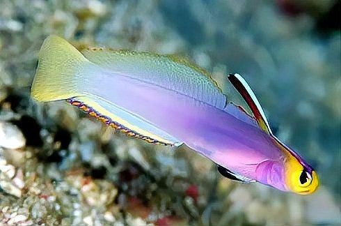 海水蝦虎魚種類大全