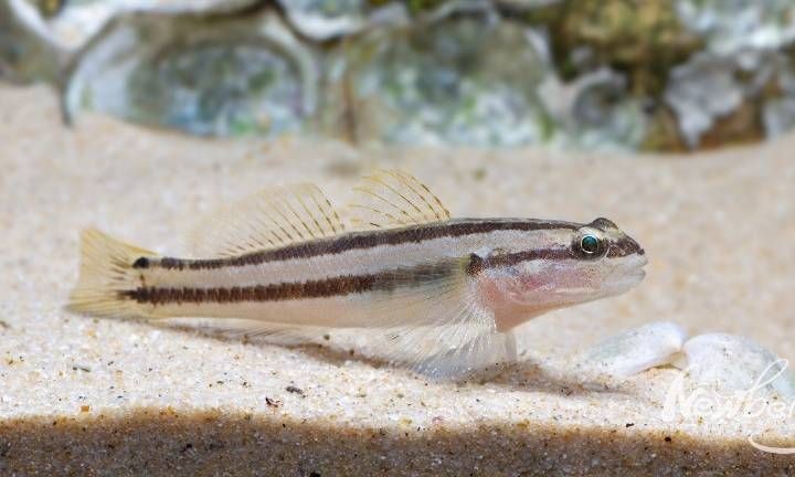 海水蝦虎魚種類大全