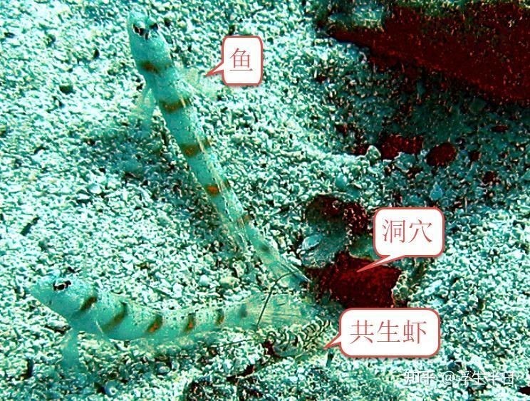 海水蝦虎魚種類大全