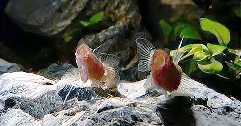 海水蝦虎魚種類大全