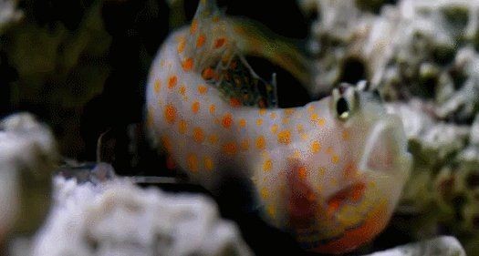海水蝦虎魚種類大全