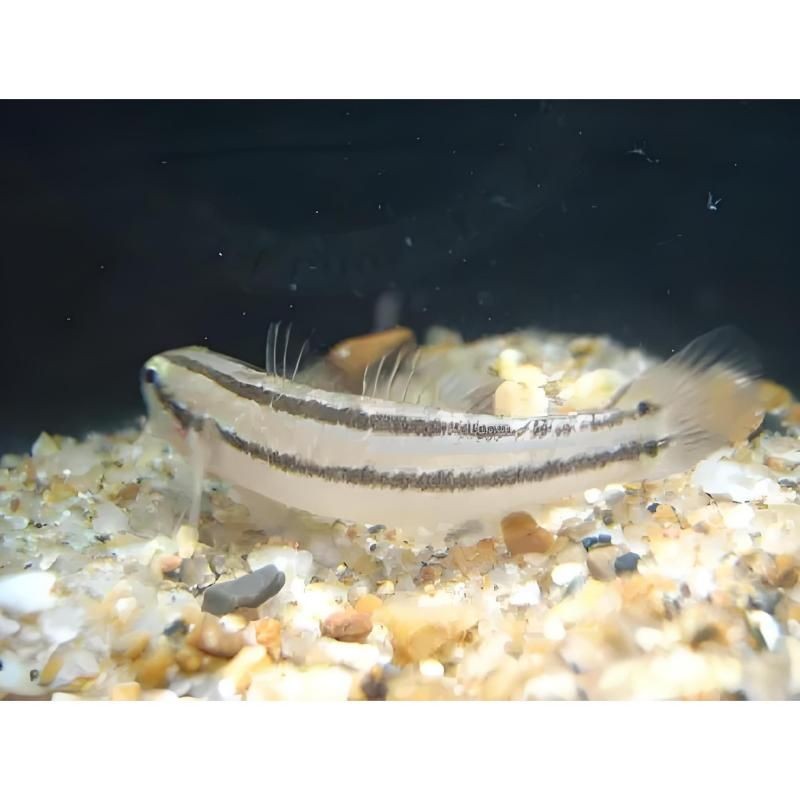 海水蝦虎魚種類大全