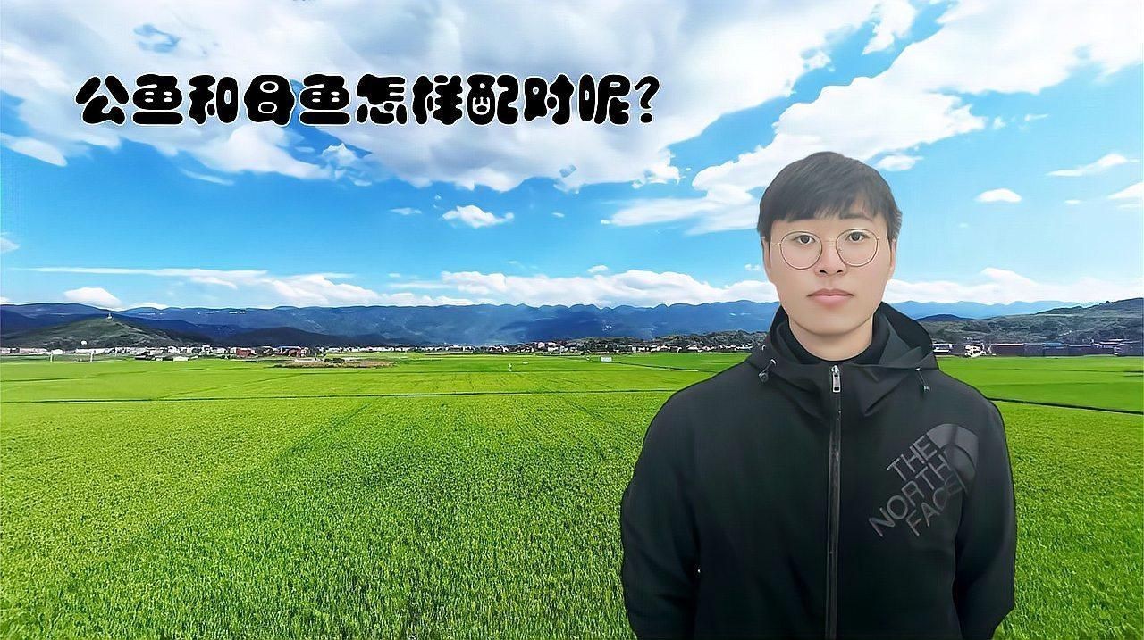 公魚跟母魚配對視頻