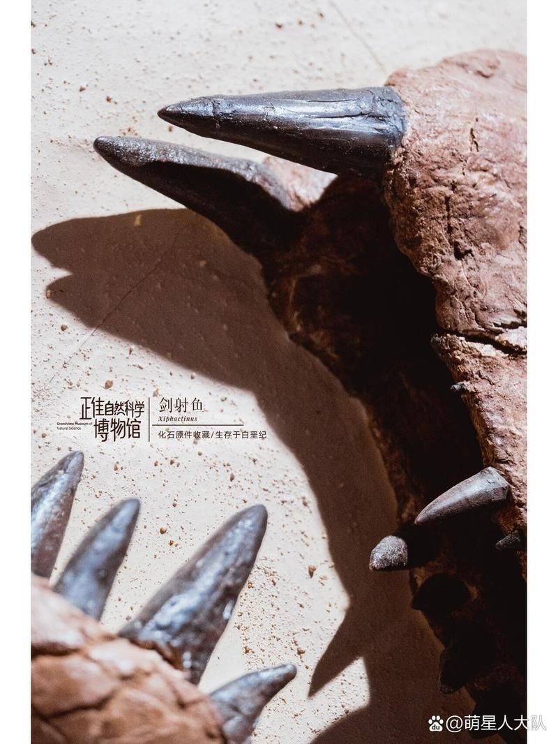 劍射魚