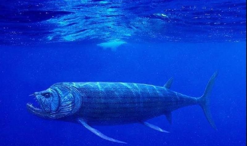 劍射魚