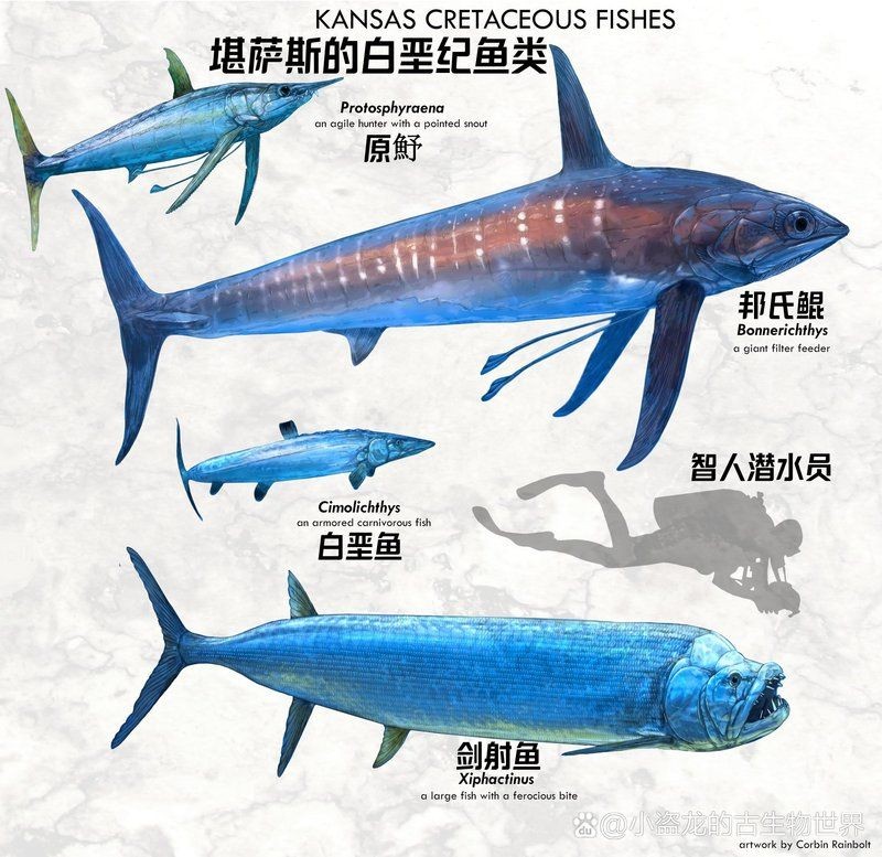 劍射魚