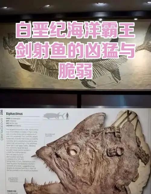 劍射魚