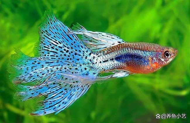 各種小魚圖片