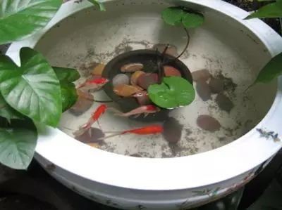 養龍魚養幾條風水好