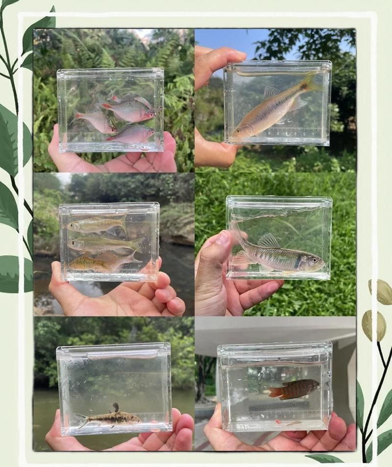 廣東野生小魚品種大全 廣東野生小魚品種大全 龍魚論壇 第1張