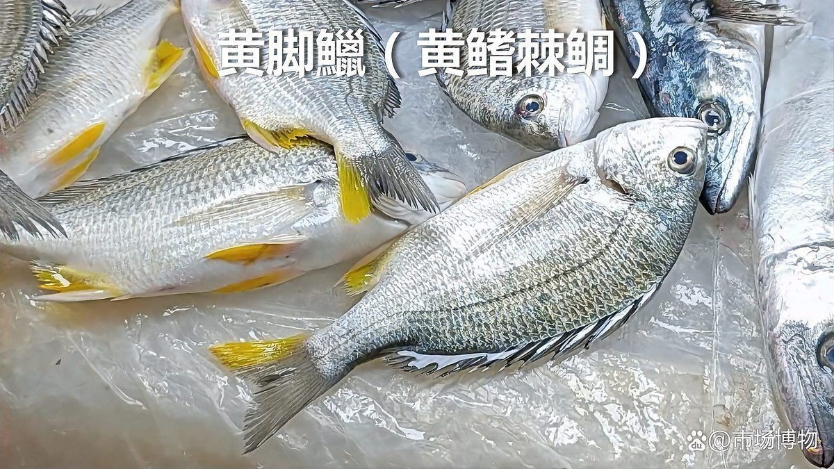 廣東野生小魚品種大全 廣東野生小魚品種大全 龍魚論壇 第3張