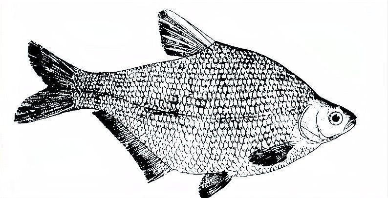 廣東人叫邊魚是什么魚