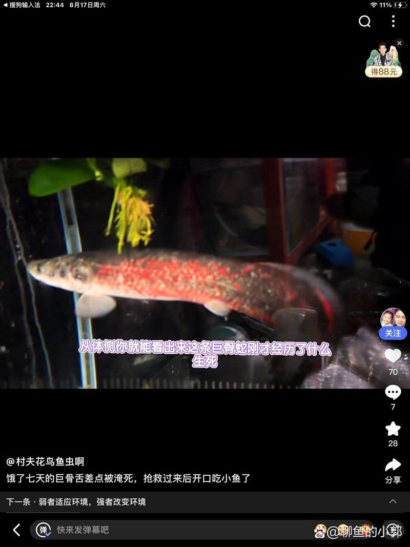 巨骨舌魚血霧原理 巨骨舌魚血霧原理 龍魚百科 第5張