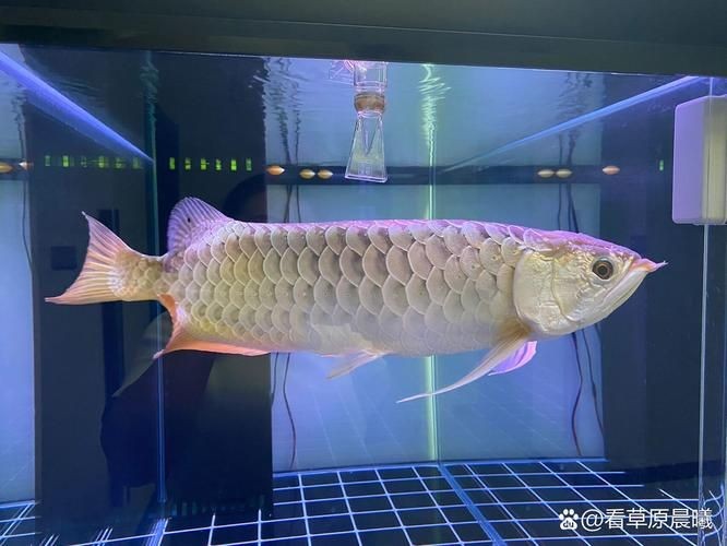 古典過背金龍魚價格圖片 古典過背金龍魚價格圖片 龍魚論壇 第23張