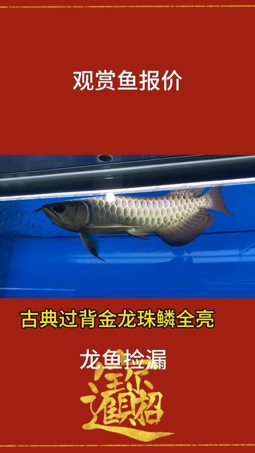 古典過背金龍魚價格圖片 古典過背金龍魚價格圖片 龍魚論壇 第16張