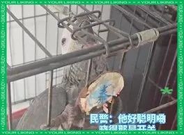 國家一級保護鸚鵡有哪些 國家一級保護鸚鵡有哪些 龍魚論壇 第8張