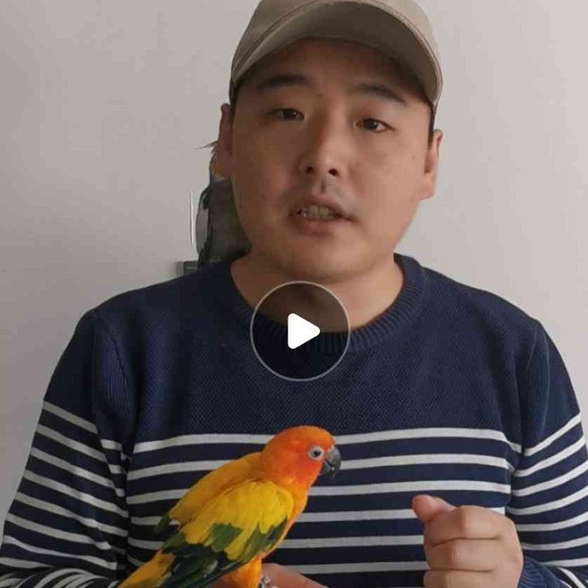 國家一級保護鸚鵡有哪些 國家一級保護鸚鵡有哪些 龍魚論壇 第13張