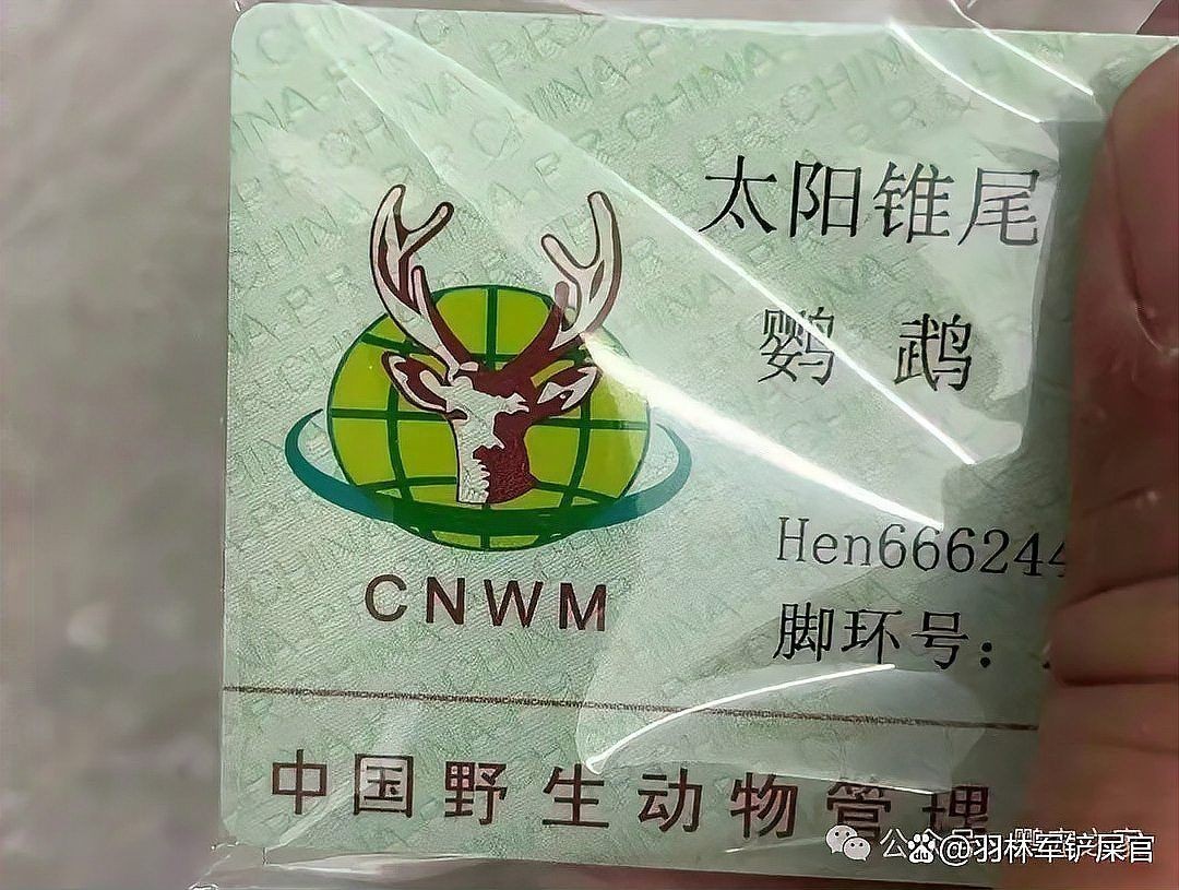 國家一級保護鸚鵡有哪些 國家一級保護鸚鵡有哪些 龍魚論壇 第14張
