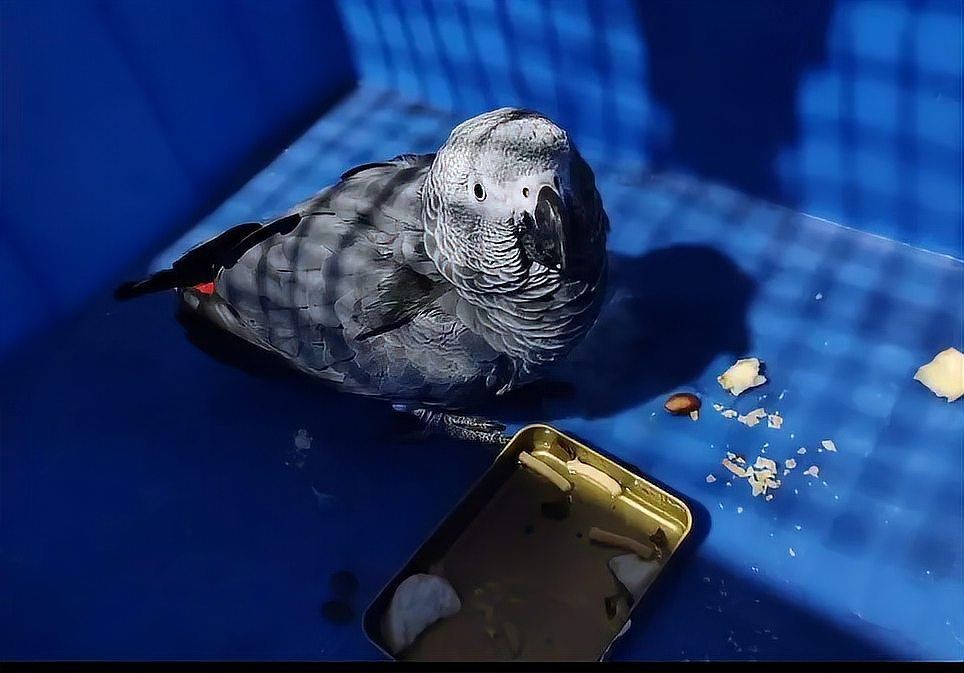 國家一級保護鸚鵡有哪些 國家一級保護鸚鵡有哪些 龍魚論壇 第6張