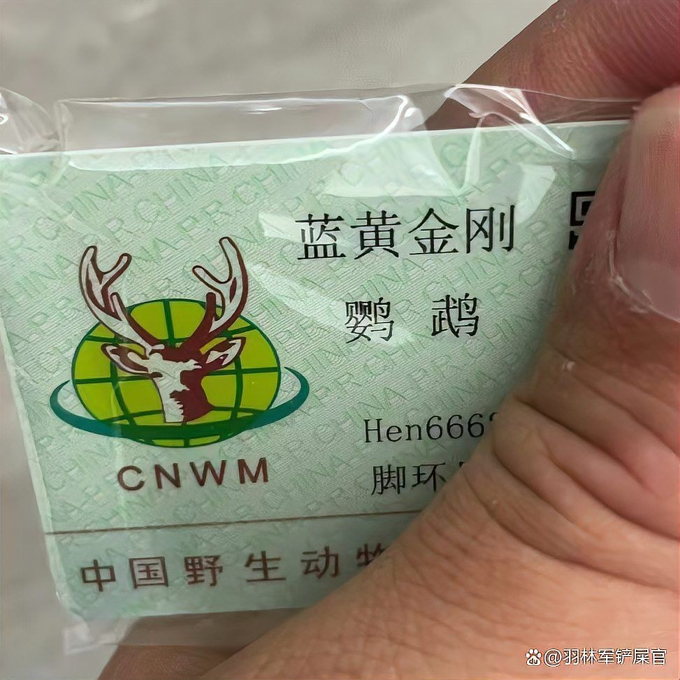 國家一級保護鸚鵡有哪些 國家一級保護鸚鵡有哪些 龍魚論壇 第12張