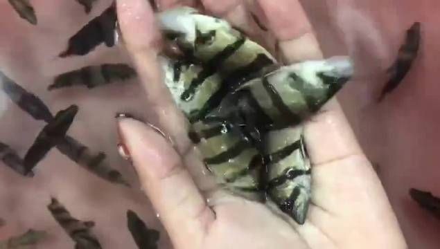 廣州祥龍漁場聯系方式 廣州祥龍漁場聯系方式 龍魚論壇 第5張