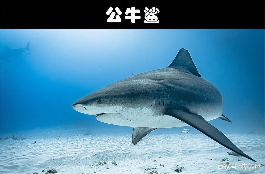 海洋中最可怕的動物 海洋中最可怕的動物 龍魚論壇 第3張